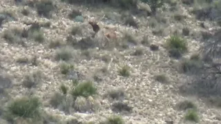New Mexico Bull Elk, 300 PRC, 705 Yards