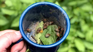 Organic POTATO BUG control - getting rid of Colorado Potato Beetle naturally