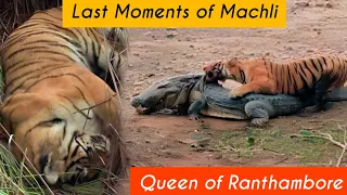 Last Moments of Tigress Machli : The Queen of Ranthambore | Most Famous Tiger of Ranthambore