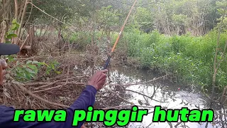 Rejeki mancing dirawa pinggir hutan