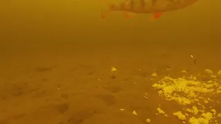 Игра мормышки под водой / зимняя рыбалка
