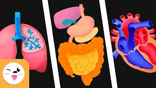 Human body organs for kids - Circulatory system, digestive system and respiratory system for kids