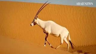 How the Arabian oryx was brought back from extinction in the wild