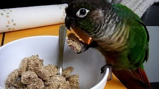 Cute Parrots; Funny Talking Green Cheek Conure Compilation