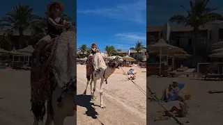 Camel Riding on the Beach in Desert Rose Resort Hurghada