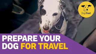 Train your dog to go on a train, bus or car | Dogs Trust Training School
