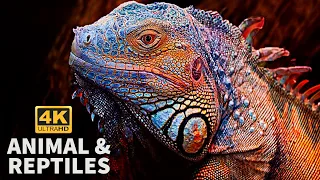 Animal and Reptiles 4K -  Relaxation Film - Peaceful Relaxing Music - 4k Video UltraHD