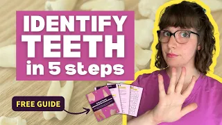 How to ACE Your Tooth Identification Exams | Quickly Identify Teeth in 5 Steps