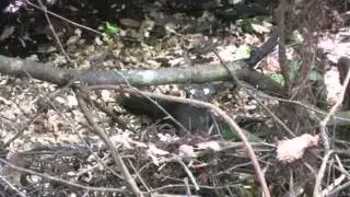 Pileated Woodpecker eats up a huge Grub