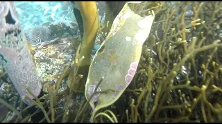 Millers Point Shallow Dive