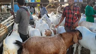 DEONAR bakra mandi tour | Bada no. 6