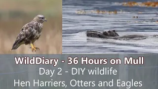 36 Hours on Mull. Day 2 - DIY wildlife photography #ilseofmull #otter #seaeagle #henharrier #canonr6