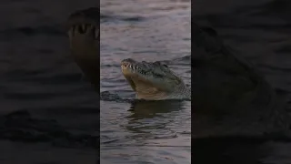 The 15 Foot Man Eating Crocodile in the Zambezi River