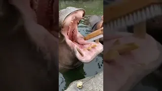 😱😱😱 hippopotamus Big teeth clean #viral