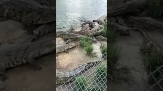 Wow Amazing ! Feeding crocodiles in farm crocodile, Group of crocodiles at farm #crocodile #short2