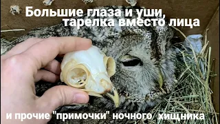 Осмотр неясыти с переломами коракоида/ключицы. Об анатомии головы совы, микроскопии и дисбактериозе.