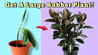 7 ESSENTIAL Rubber Plant Care Tips - You Should NOT MISS! (Ficus Elastica)