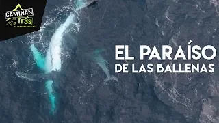 EL PARAÍSO DE LAS BALLENAS JOROBADAS, CUMBILINCHERO || CaminanTr3s, El tercero eres tú!