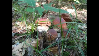 grzyby 2021 rosną piękne borowiki mushrooms грибы fungi Beskid Niski