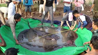 Largest Stingray on Record Discovered and Returned to Mekong River in Cambodia