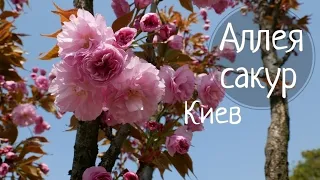 АЛЛЕЯ САКУР КИЕВ / CHERRY TREE ALLEY KIEV