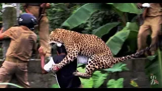 Жуткая Охота на людей 🐼 Поле боя Леопард Людоед  нападений хищников