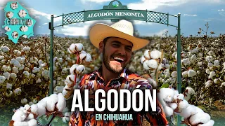 El ALGODÓN que produce la cultura MENONITA en Chihuahua, México | Los mayores productores de Algodón