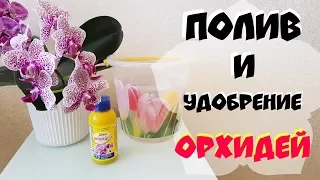 Как поливать орхидею | Как удобрять орхидею | Watering and fertilizer of orchids of falenopsis