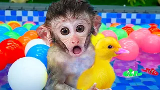 Baby monkey BiBon holding ducks bathing in the swimming pool | Animal Home Monkey