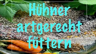 Hühner artgerecht füttern   UhlenbuschHühnerGarten