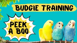 Teach your Budgie to say PEEK A BOO, Budgie Talking Training, How to teach a budgie to talk