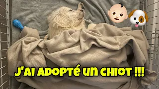 J'ADOPTE UN CHIOT !!!! (mon rêve se réalise)