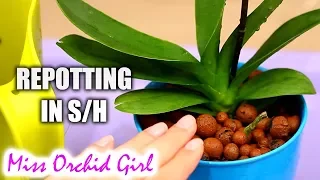 Repotting new Orchids in semi hydroponics - My tips & tricks