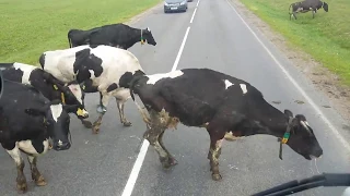 Что не так с этими коровами? Хромые коровы из-под Ивья