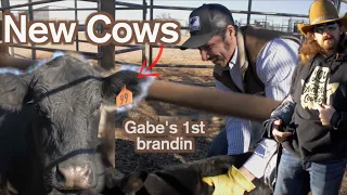 BRANDING NEW COWS - Rodeo Time 219