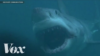 Does Megalodon still exist? Shark Week debunked