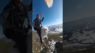 Skydiving Dog!! (AMAZING)