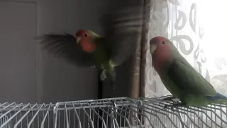 Lovebirds Mating