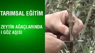 Tarımsal Eğitim - Zeytin Ağaçlarında I Göz Aşısı