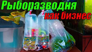 Рыборазводня как бизнес! Заказы идут один за одним!