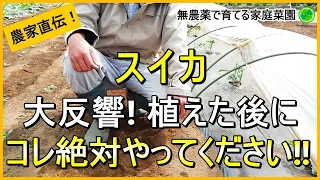 【スイカ栽培】親づる摘芯～炭疽病・アブラムシ対策まで植えた後にやるべきお世話を解説！【有機農家直伝！無農薬で育てる家庭菜園】　24/4/30