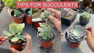 Useful Tips for Your Succulents | 多肉植物| 다육이들 | Suculentas