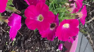 Hungry and Thirsty BEE feeding from pink Petunia flowers in city garden!