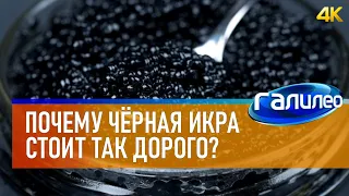 Галилео 🐟 Почему чёрная икра стоит так дорого? [4K]