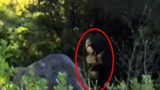 Campers haunted by Bigfoot Enounter years after it happened - BCS