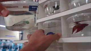 BETTA FISH SHOPPING! *EXOTIC FISH FEEDING*