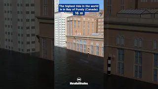 The Highest Tide in the World! 🤯🏞️🌊