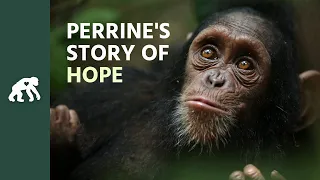 Get to Know Perrine's Tchimpounga Sanctuary Story of Hope