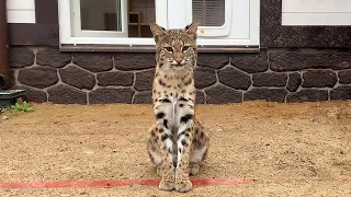 BOBCAT LUNA AND CATS ADJUSTING INTO A NEW HOME / Serval entertains Alice