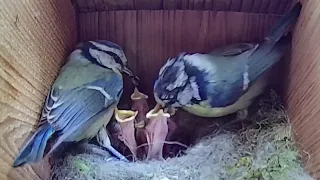 17th May 2021 - There's still 5 chicks - Blue tit nest box live camera highlights